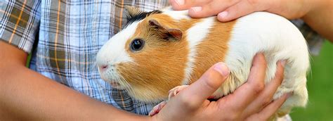 Guinea Pigs and Kids: Home and Classroom Pets | PetSmart Canada