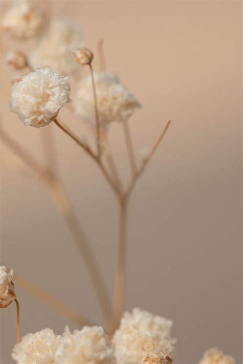 Baby's Breath Images | Free Vectors, PNGs, Mockups & Backgrounds - rawpixel
