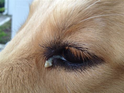 Dog Eye Gunk – What You Need to Know - Hot Dog on a Leash
