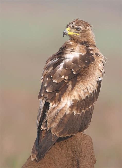 Wild and wonderful raptors of Goa