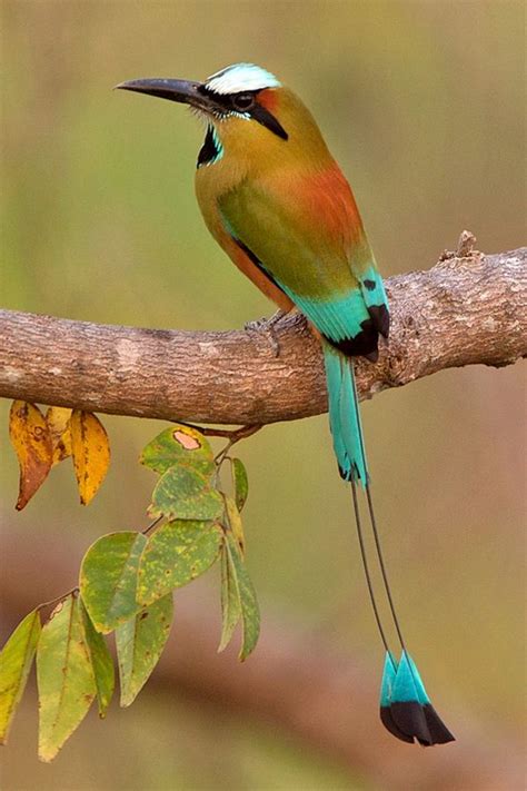 turquoise browed motmot | Beautiful birds, Colorful birds, Birds