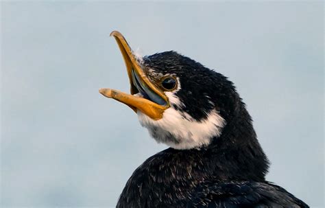 Pied Shag. NZ | This large black-and-white shag is often see… | Flickr