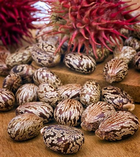 Castor Bean RICINUS COMMUNIS Gibsonii 15 seeds | Etsy