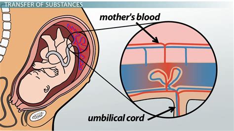 How Placenta Is Removed After Normal Delivery