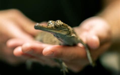 Four Rare Baby Crocodilians Just Hatched at the Fort Worth Zoo – Texas Monthly