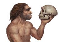 Neanderthal Skull Free Stock Photo - Public Domain Pictures