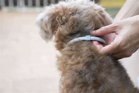Seresto Defends Flea, Tick Collars for Dogs As Safe Amid Calls for Recall