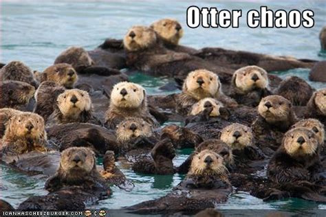 Funny Otter photos |Funny Animal