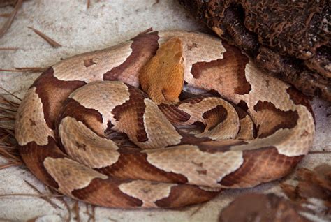 All You Need to Know about Copperhead Snake Species – Hello Kids Fun