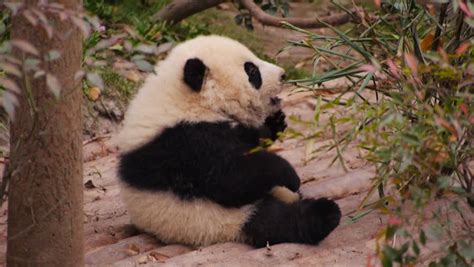 panda cub try eat bamboo leaves Stock Footage Video (100% Royalty-free) 23732089 | Shutterstock