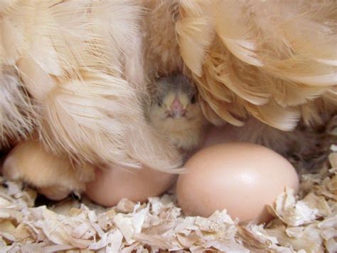 Hatching Eggs with a Broody Hen | Broody, Eggs, Animals