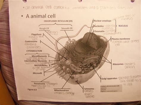 Cells - briannawel95