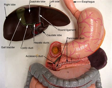 Digestive System Labeled Model