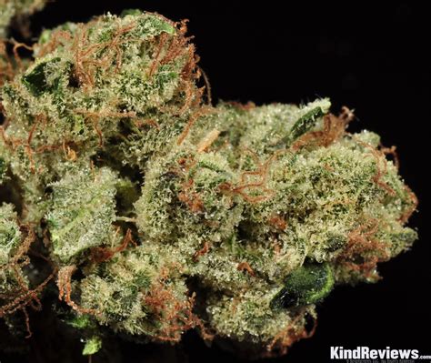 Sour Diesel Strain – Buy CBD Online | CBD Oil, Gummies, Tinctures, Topicals, Vapes & More