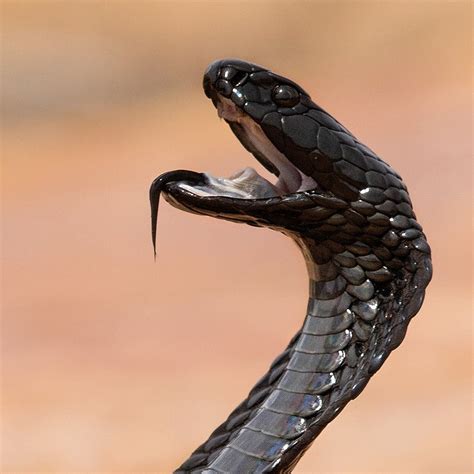 Black Spitting Cobra taken at Bushmans Kloof, Clanwilliam Dione Miles ...