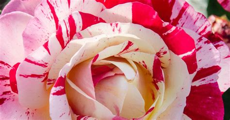 Pacific Northwest Photography: Variegated Roses