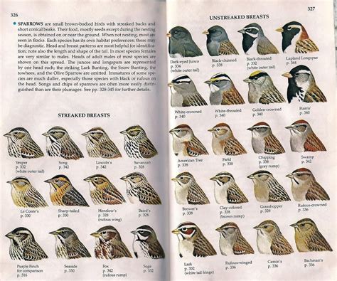 Sparrow identification | Backyard birds watching, Field guide, Birder