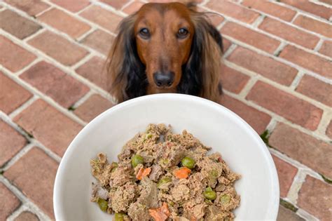 The 10 Best Fresh Dog Food Delivery Services (2023 Reviews) - DJANGO