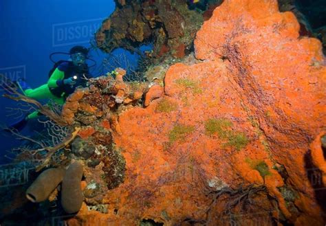 Diver on coral reef. - Stock Photo - Dissolve