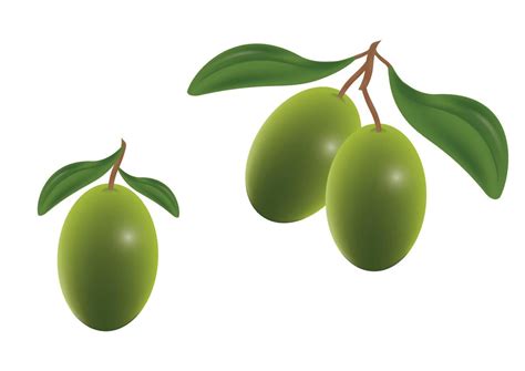 Clipart Vector Olive isolated on white background. Green Olive 4641912 Vector Art at Vecteezy