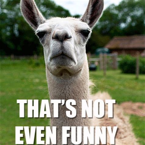 21 Funny Llama Memes If You Don't Need No Drama