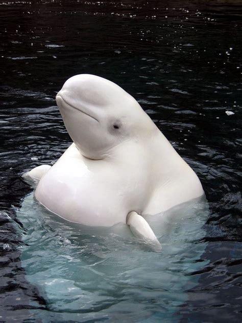 These Adorable Pregnant Animals Made Us Say 'Awww' The bulbous beluga whale in 2020 | Beluga ...