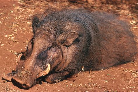 Giant Forest Hog Photograph by Marshall Sklar - Pixels