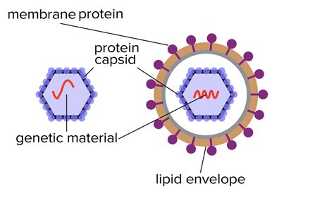 Solved membrane protein protein capsid san genetic material | Chegg.com