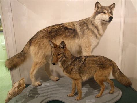 Coyote Vs Wolf