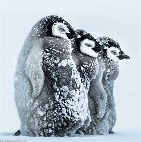 Baby penguins in Antarctica cuddle up together to survive icy -24C ...