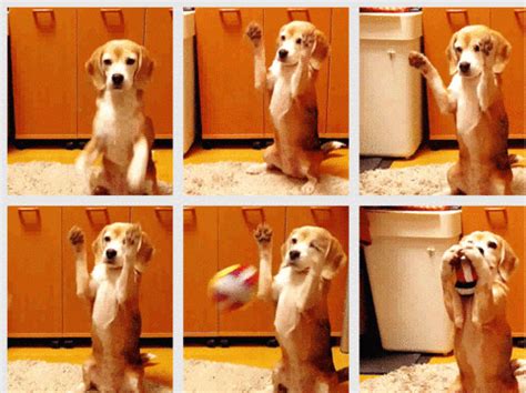 catching a ball | Cute beagles, Funny dog pictures, Dogs