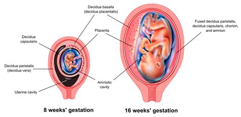 IJMS | Free Full-Text | Endometrial Decidualization: The Primary Driver of Pregnancy Health