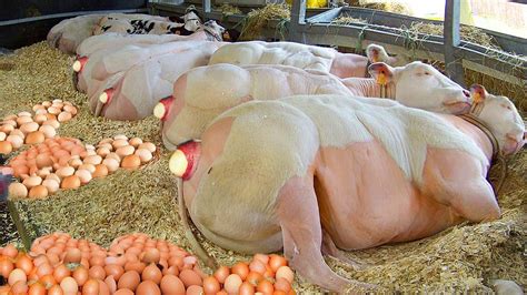 Image doctored to claim pigs lay eggs in China — Dubawa