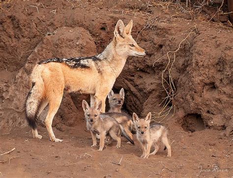 Nature and more: Black-backed Jackal (female and puppies at a den ...