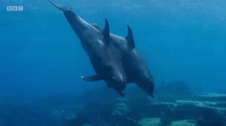 Dolphin Swim GIF - Dolphin Swim Swimming - Discover & Share GIFs