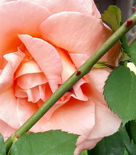 Peach Color Rose Thorn - Free photo on Pixabay - Pixabay