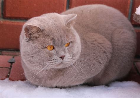 Lilac British Shorthair | British shorthair cats, Fluffy cat, Cute cats