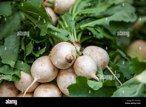 White turnip hi-res stock photography and images - Alamy