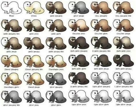 Ferret color chart | Cute ferrets, Ferret colors, Pet ferret