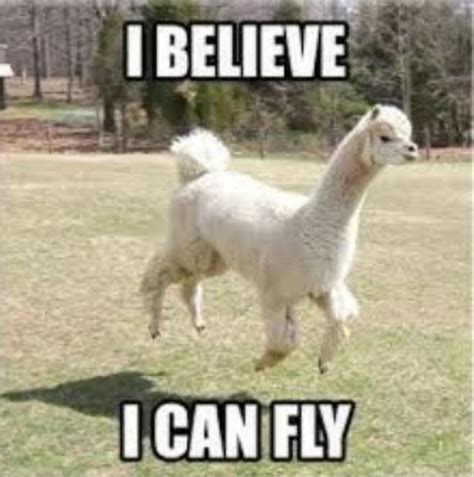 Funny Animal Pictures 27 Pics | Funny llama, Funny animal pictures, Llama