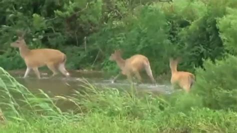 Louisiana Wildlife and Fisheries warns of displaced animals following Barry