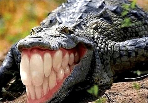 r/cursedImages | what if crocodiles had teeth : u/Falex_animations