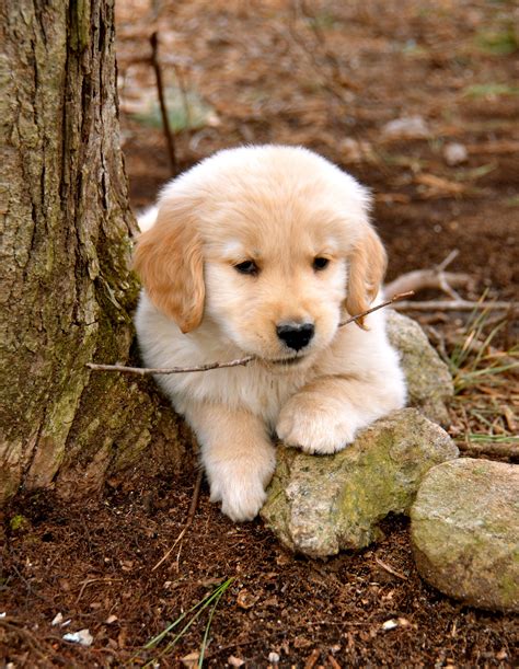 Newborn Puppies Puppy Cute Baby Golden Retriever / Baby Golden Retriever Puppy 641779 ...