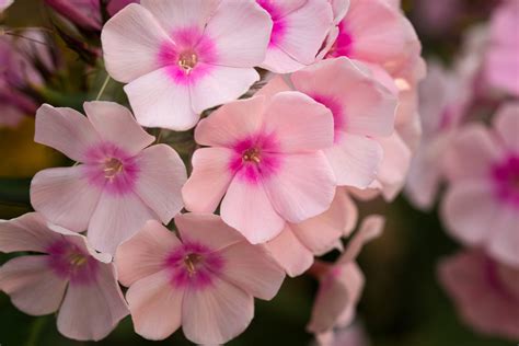 Phlox Flowers Colors