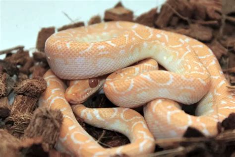 20 Brazilian Rainbow Boa Color Morphs (With Pictures) - ReptileHow.com