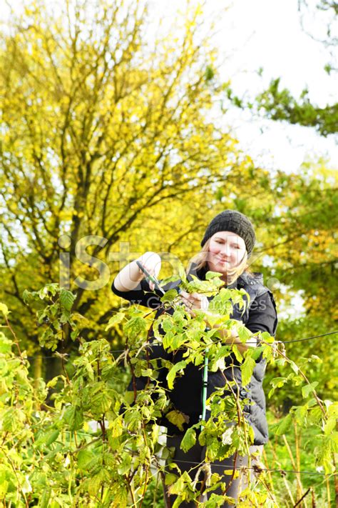 Woman Pruning And Tying Raspberry Canes Stock Photo | Royalty-Free ...