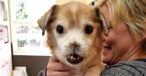 Meet Sniffles, the dog with no nose looking for a home