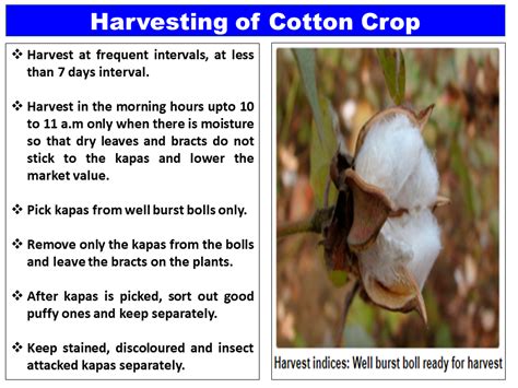 Harvesting of Cotton Crop