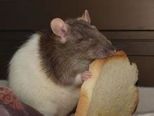Gourmand Rat Free Stock Photo - Public Domain Pictures