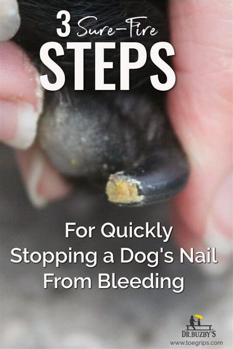 Cut Your Dog's Nail Too Short? How to Stop a Dog's Nail From Bleeding - Dr. Buzby's ToeGrips for ...